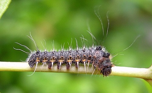 Second instar larva of Neoris huttoni shadulla, Bishkek, Kyrgyzstan. Photo: &copy; Tony Pittaway.