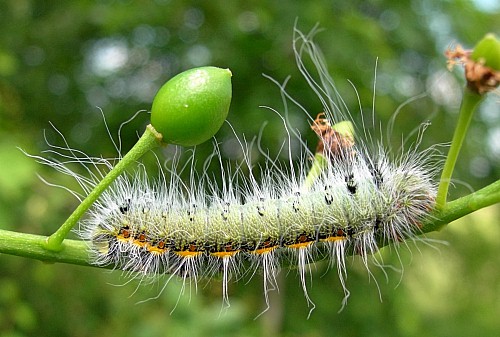 Part-grown fourth instar larva (green form) of Neoris huttoni shadulla, Bishkek, Kyrgyzstan. Photo: &copy; Tony Pittaway.