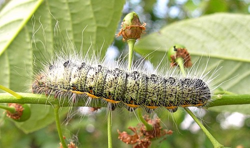 Full-grown fourth instar larva (green form) of Neoris huttoni shadulla, Bishkek, Kyrgyzstan. Photo: &copy; Tony Pittaway.