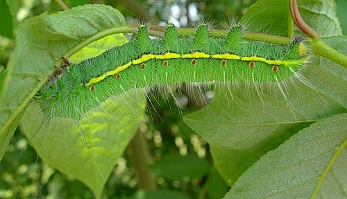 Final instar green form larva of Neoris huttoni shadulla, Bishkek, Kyrgyzstan. Photo: &copy; Tony Pittaway.