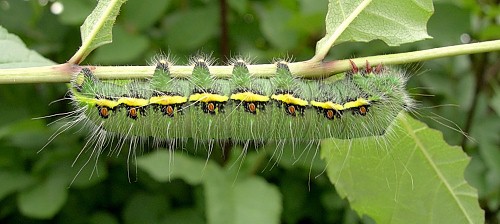 Final instar intermediate form larva of Neoris huttoni shadulla, Bishkek, Kyrgyzstan. Photo: &copy; Tony Pittaway.