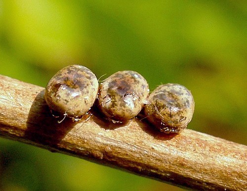 Eggs of Neoris huttoni shadulla, Bishkek, Kyrgyzstan. Photo: &copy; Tony Pittaway.