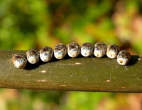 Eggs of Neoris huttoni shadulla, Bishkek, Kyrgyzstan. Photo: &copy; Tony Pittaway.