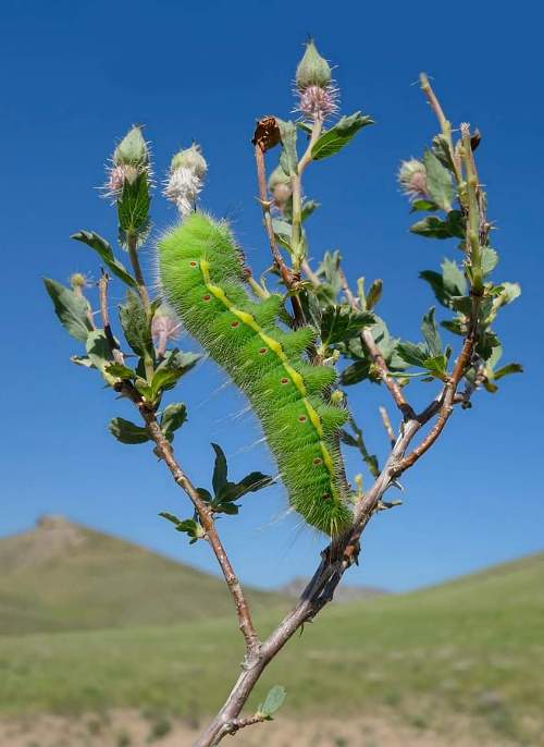 Full-grown larva of Neoris huttoni shadulla (green form) on Rosa persica, Karatau Mountains, South Kazakhstan, 15.v.2019. Photo: &copy; Dmitry Shovkoon.