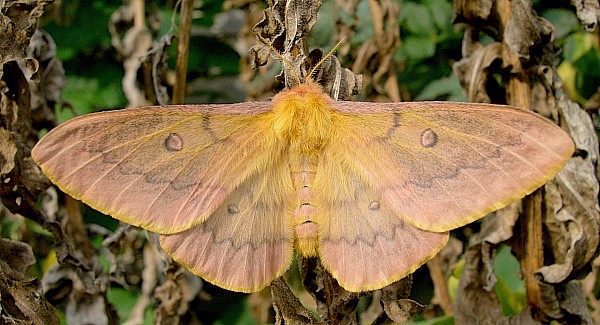 Female Perisomena caecigena (natural light), Krk Island, Croatia. Photo: &copy; Tony Pittaway.