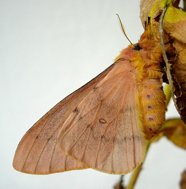 Female Perisomena caecigena (side view), Krk Island, Croatia. Photo: &copy; Tony Pittaway.