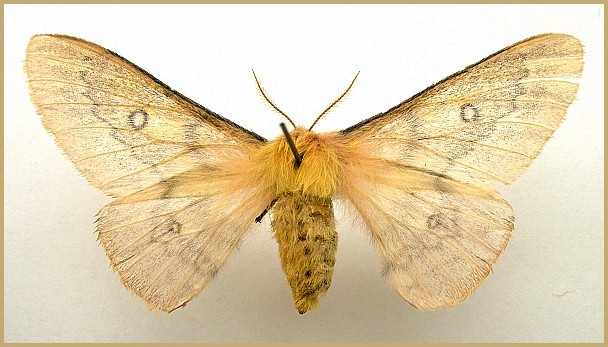 Male Perisomena caecigena (dwarf form = f. parviocellata), Amasya, northern Turkey. Photo: &copy; Tony Pittaway, NHMUK.