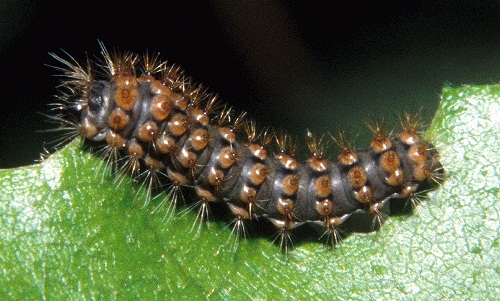 First instar larva of Perisomena caecigena. Photo: &copy; Tony Pittaway.