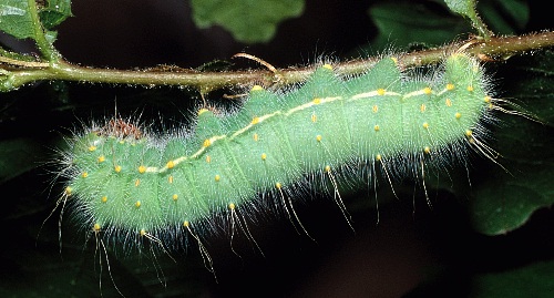 Full-grown larva of Perisomena caecigena. Photo: &copy; Tony Pittaway.