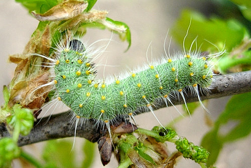 Third instar larva of Perisomena caecigena. Photo: &copy; Tony Pittaway.