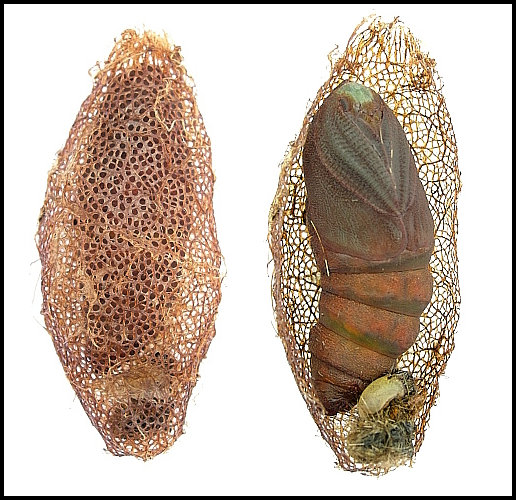 Pupa and cocoon of Perisomena caecigena, Krk Island, Croatia. Photo: &copy; Tony Pittaway.
