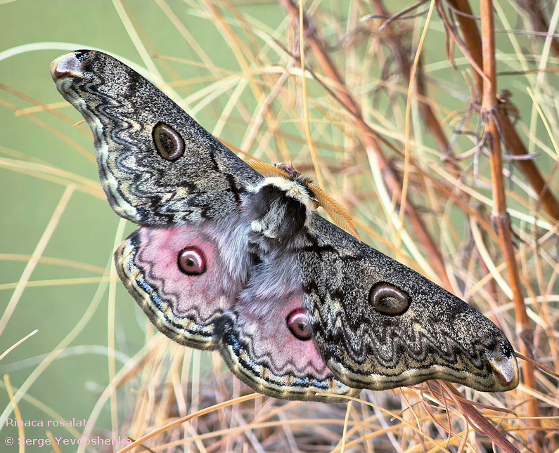 Male Rinaca rosalata (fresh, unfaded) for comparison, Nepal, 2025. Photo: &copy; Serge Yevdoshenko.