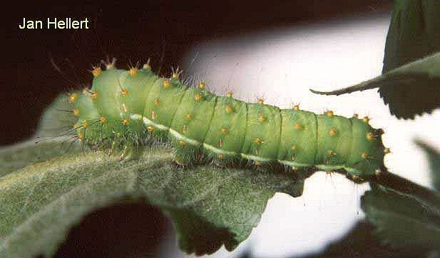 Final instar larva of Saturnia atlantica, North Africa. Photo: &copy; Jan Hellert.