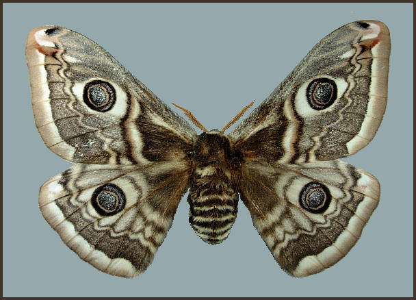 Female Saturnia cephalariae, Armenia. Photo: &copy; Tony Pittaway, NHMUK.