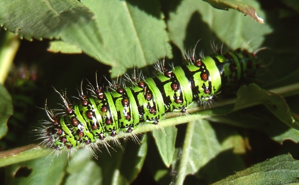 Final instar larva of Saturnia cephalariae, Kop Dagi (2200m), Bayburt Province, Turkey, 20.vii.2006. Photo: &copy; Emmanuel Ruiz.