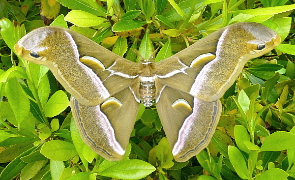 Male Samia cynthia cynthia, Bagnacavallo, Emilia-Romagna, Italy. Photo: &copy; Tony Pittaway.