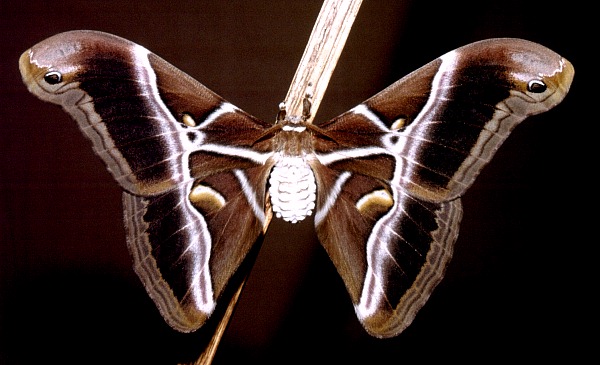 Male Samia ricini, Slovenia. Photo: &copy; Tony Pittaway.