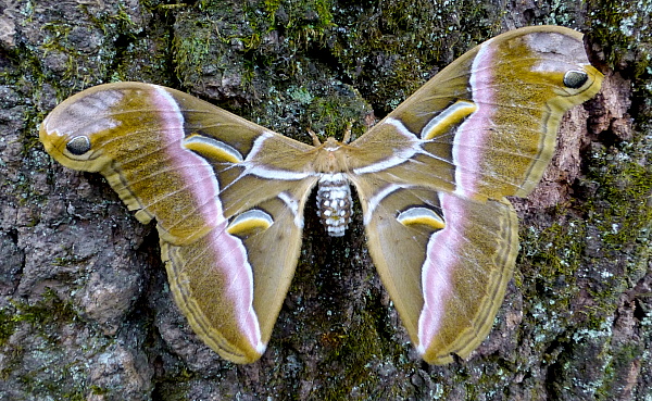 Female Samia cynthia cynthia, Xixiang Chi/Chanyuan Temple, West Tianmu Shan (near Lin'an), Zhejiang, China, 14.ix.2016. Photo: &copy; Tony Pittaway.