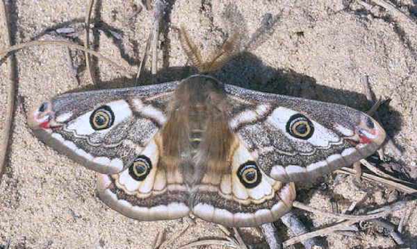Male Saturnia josephinae (pale form), Mazag&oacute;n area, Andalucia, Spain. Photo: &copy; Werner Bruer.