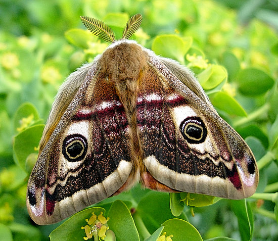Male Saturnia pavonia, England. Photo: &copy; Tony Pittaway.