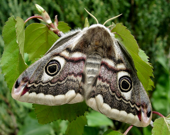 Female Saturnia pavonia, England. Photo: &copy; Tony Pittaway.