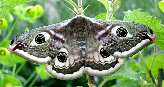 Female Saturnia pavonia, England. Photo: &copy; Tony Pittaway.