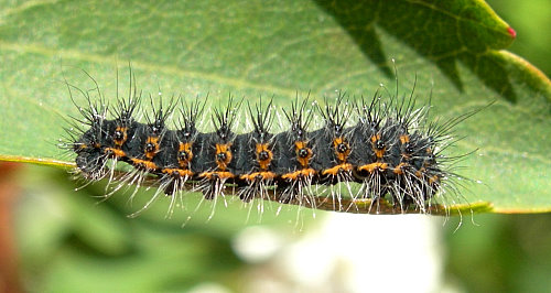 Second instar larvae of Saturnia pavonia, England. Photo: &copy; Tony Pittaway.