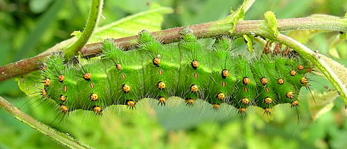 Full-grown larva of Saturnia pavonia, England. Photo: &copy; Tony Pittaway.