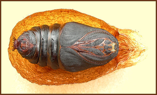 Female pupa of Saturnia pavonia, England. Photo: &copy; Tony Pittaway.