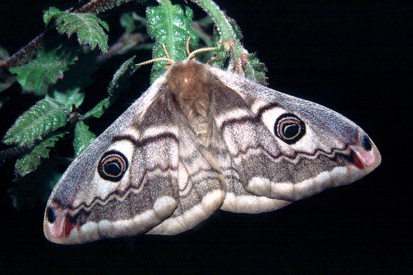 Female Saturnia pavoniella, Italy. Photo: &copy; Tony Pittaway.