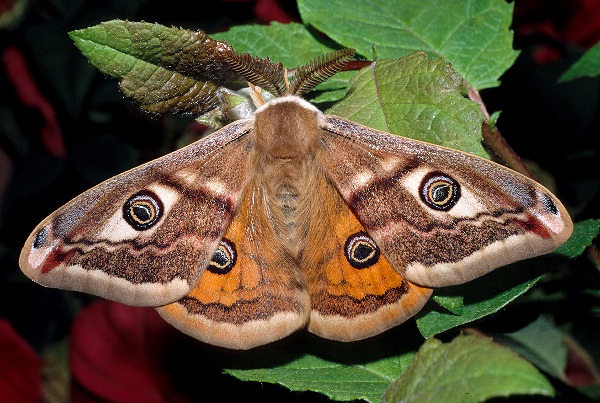 Male Saturnia pavoniella, Italy. Photo: &copy; Tony Pittaway.
