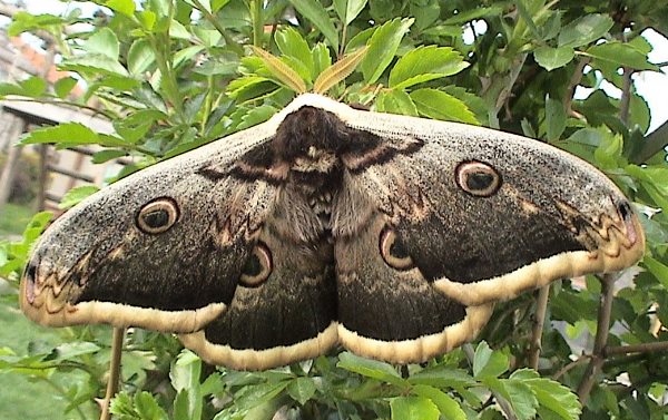 Male Saturnia pyri, Devin (nr. Bratislava), Slovakia (dark form). Photo: &copy; Kevin Guerrier.