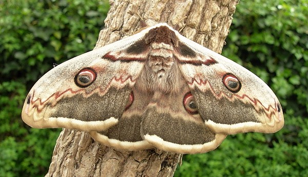 Female Saturnia pyri, Italy (pale form). Photo: &copy; Tony Pittaway.
