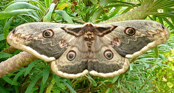 Female Saturnia pyri, Campigno, Tuscany, Italy (pale form). Photo: &copy; Tony Pittaway.