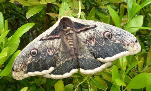 Male Saturnia pyri, Campigno, Tuscany, Italy (pale form). Photo: &copy; Tony Pittaway.
