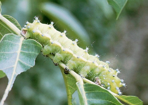 Full-grown final instar larva of Saturnia pyri, pre-pupation colour, Lake Neusiedl, Austria. Photo: &copy; Tony Pittaway.