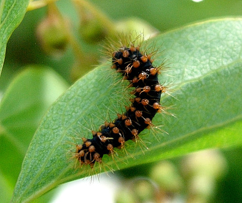 First instar larva of Saturnia pyri, Italy. Photo: &copy; Tony Pittaway.