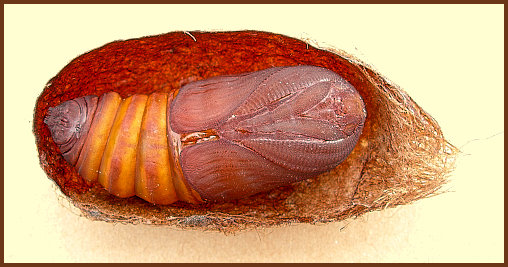 Male pupa of Saturnia pyri, Italy. Photo: &copy; Tony Pittaway.