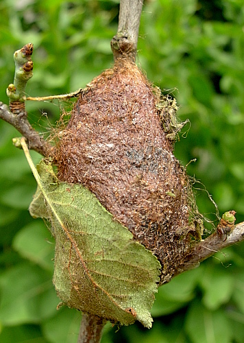 Cocoon of Saturnia pyri spun up on a twig, Italy. Photo: &copy; Tony Pittaway.