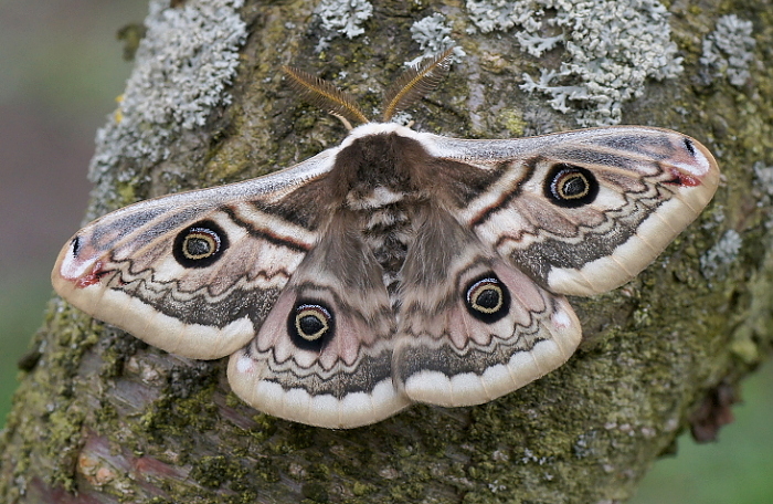 Male Saturnia spini, Bulgaria (Sandanski) x Macedonia (Veles). Photo: &copy; Hynek Habal.
