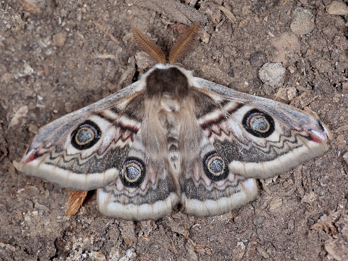 Male Saturnia spini, Saratov/Volgograd area, southern Russia. Photo: &copy; A. Zagorinsky.