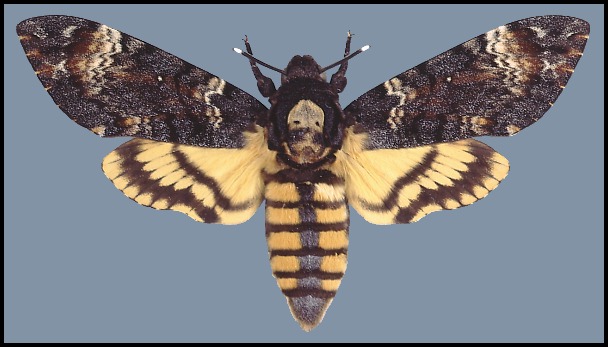 Male Acherontia atropos, Sicily, Italy.