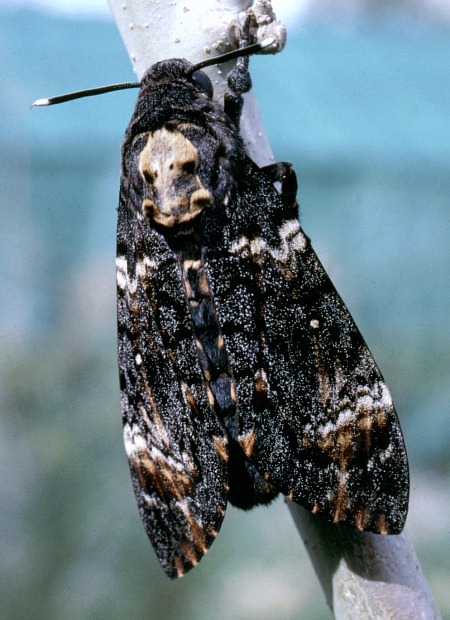 Adult Acherontia atropos, Kuwait. Photo: &copy; Tony Pittaway