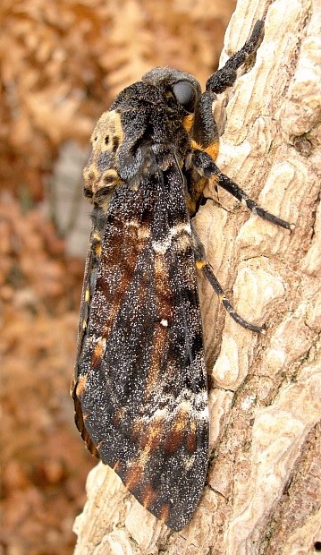 Male Acherontia atropos, Canary Islands. Photo: &copy; Tony Pittaway