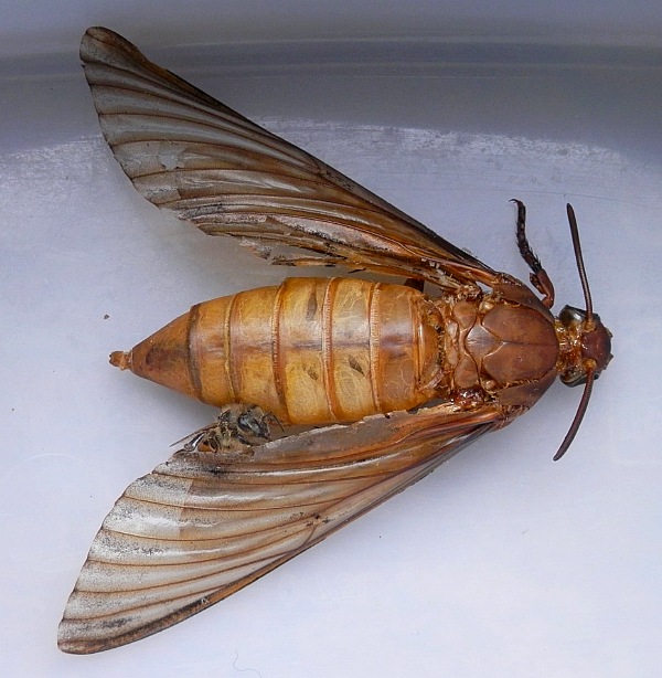 Dead Acherontia atropos in a honeybee hive. Photo: &copy; Daniele Besomi