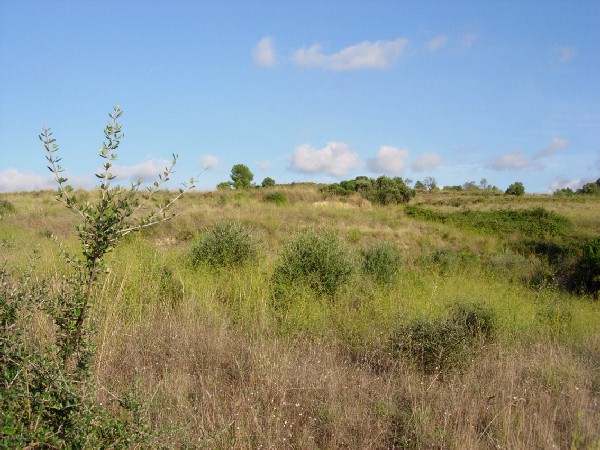 Typical habitat of Acherontia atropos with olive shrubs, Catalonia, Spain. Photo: &copy; Ben Trott.
