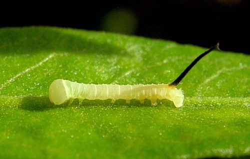 Unfed first instar larva of Acherontia atropos. Photo: &copy; Tony Pittaway