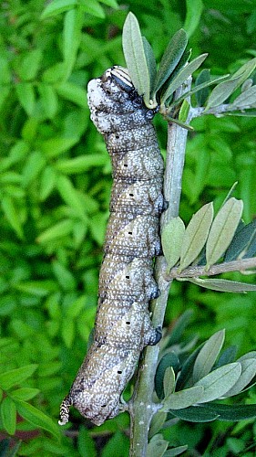 Final instar brown larval form of Acherontia atropos on olive, Catalonia, Spain. Photo: &copy; Ben Trott.