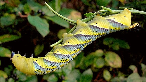 Final instar yellow larval form of Acherontia atropos. Photo: &copy; Tony Pittaway