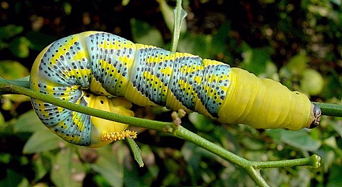Final instar yellow larval form of Acherontia atropos (dorsal view). Photo: &copy; Tony Pittaway